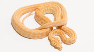 albino carpet pythons morelia spilota