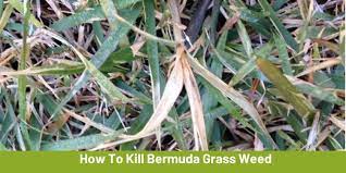 Jul 22, 2021 · how to get rid of bermuda grass in zoysia lawn. How To Kill Bermuda Grass And Get Rid Of It In Your Lawn Cg Lawn
