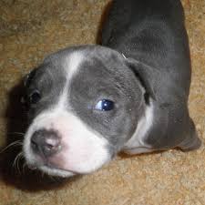 Two prominent breeds go into the mix to create these dogs, but it is not certain exactly which breeds an american staffordshire terrier with cropped ears. American Staffordshire Pit Bull Terrier Puppies Pethelpful By Fellow Animal Lovers And Experts