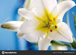 RÃ©sultat de recherche d'images pour "fleur de lys blanche"
