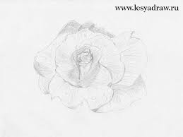 Un peisaj cu trandafiri in creion : Ce Frumos SÄƒ Desenezi Un Trandafir Cu Un Creion Pas Cu Pas Cum SÄƒ Desenezi Un Trandafir Cu Un Creion Pentru IncepÄƒtori