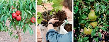Potted Orchard Gardening Australia
