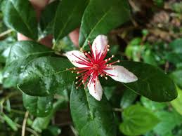 Guava Bloom Flower Nature Plant Free Photo From Needpix Com