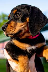 It requires retailers selling puppies in ohio to acquire animals solely from breeders who meet these standards, regardless of what state they are in. Browns Puppy Pound Cleveland Browns Clevelandbrowns Com