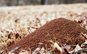 how to get rid of ant hills the