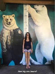 A Height Chart To Show How Tall Bears Are Interestingasfuck
