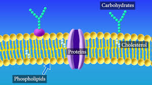 cell membrane structure and function