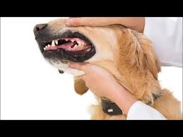 intestinal ulcers in dogs symptoms