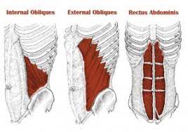obliques aka your new best friend
