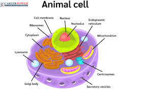 cell diagram structure parts