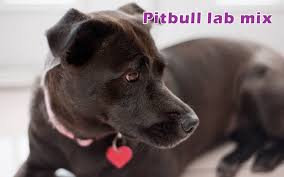 Pitbull Lab Mix Characteristics Appearance And Hd Pictures