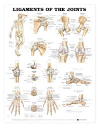 Ligaments Of The Joints Anatomical Chart Poster Laminated