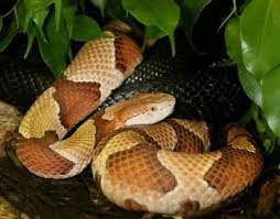 venomous snakes of missouri missouri