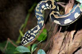 jungle carpet python photo image 67816