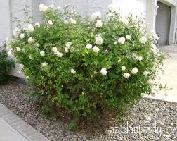 Overgrown Rose Bush Pruning Tips For