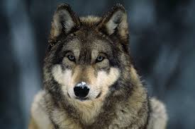 gray wolf pictures factap