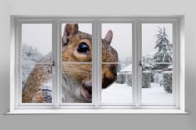 How To Pest Proof Your Home This Winter