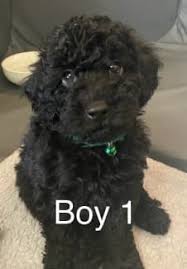 3 male toy poodles ready to go now