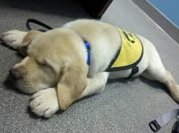 Best     Guide dog training ideas on Pinterest   Puppy facts     Daily Mail