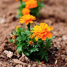 Tips For Growing Marigolds She Wears