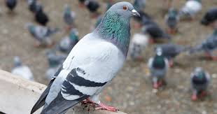 intelligent pigeon