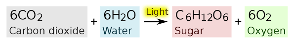File Photosynthesis Equation Svg