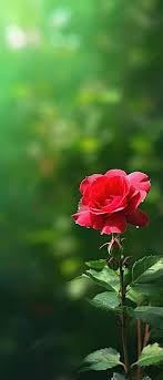 a red rose in beautiful green