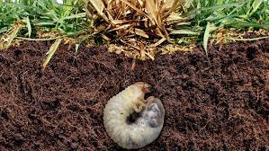 best ways to get rid of grub worms