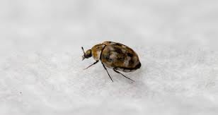 how to get rid of carpet beetles quick