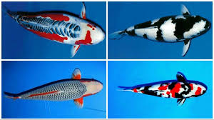 24 Types And Characteristics Of The Koi Fish Part 1