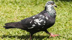 Keep Pigeons From Eating Your Plants