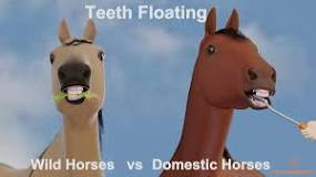 how-do-wild-horses-float-their-teeth