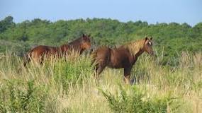 where-in-maryland-are-the-wild-horses