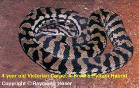 hybridisation in carpet snakes genus