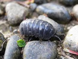 Pillbugs Aren T As Harmless As You May