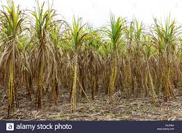 Sugar Cane Growing In A Field In Phuket Thailand Stock Photo