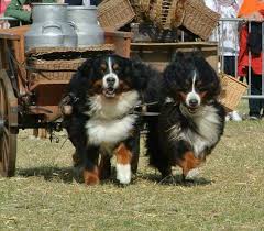 Berners Pulling A Milk Cart And Still Smiling Swiss
