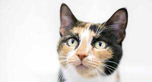 calico cat names 250 great ideas for