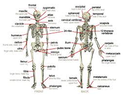 There are five types of skeletons and bones in human. Bones Of The Body Body Bones Human Body Bones Human Body Systems