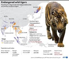 continental tiger species bengal