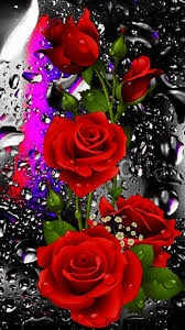 Roses are very showy and available in variety roses are fame for its amazing layered petals. Rose Flower Gif Wallpaper
