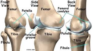 The knee tendons are thick cords that attach the bone to muscles. Gmhe9lnbkwuf0m