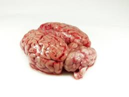 Image result for pics of the brain