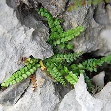 Asplenium viride (green spleenwort): Go Botany