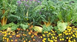 what is companion planting here are