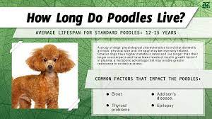 poodle lifespan how long do poodles
