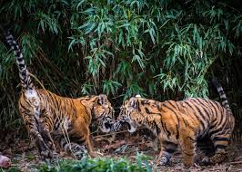 Wildlife In Satpura Tiger Reserve