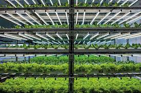 india s hydroponic farmers are building