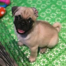 One can easily purchase a pug puppy for between 9,000 to 16,000rs in india. 6 Best Pug Breeders In California 2021 We Love Doodles