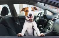 Image result for seguro para mascota en auto